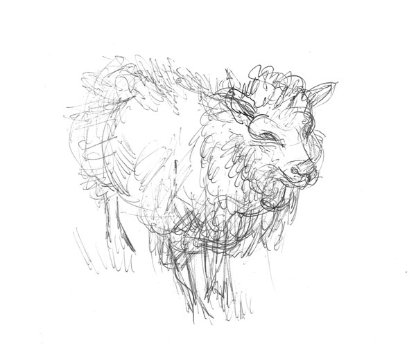 Joy the Sheep