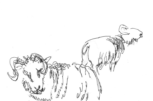 Two more rams