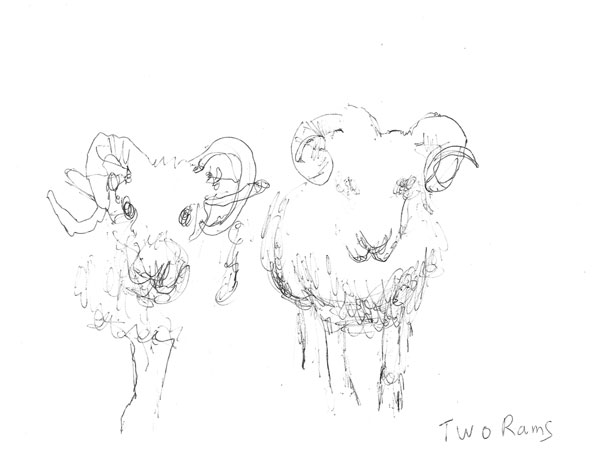 Two rams