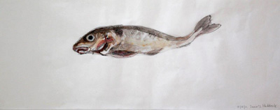 Davie's haddock